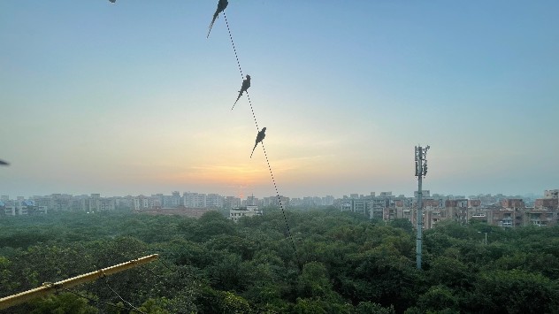 4th Prize: Parakeets at dawn by Prashant Kumar from Dwarka, NCR