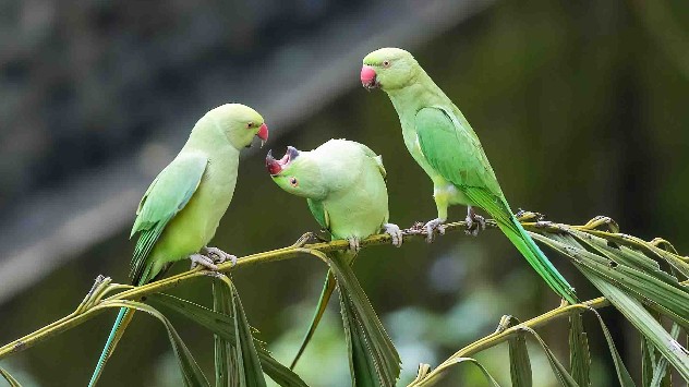1st Prize: Rose-ringed parakeet by Trevor Allis from Thane, Maharashtra