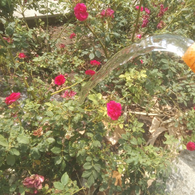 Prakash Bamniya from Tirumala, Andhra Pradesh loves providing water to plants