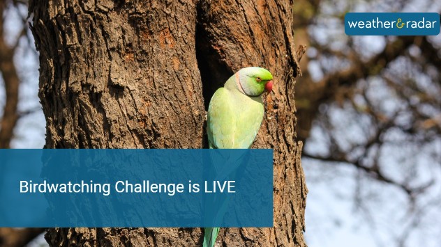 Birdwatching Challenge