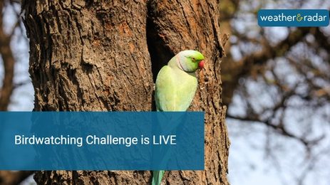 Birdwatching Challenge