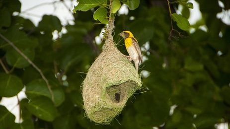 Baya Weaver