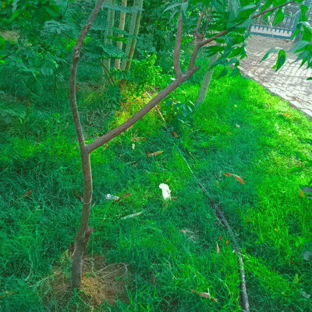 Krushang from Ahmedabad, Gujarat urges everyone to plant more trees