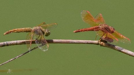 dragonflies