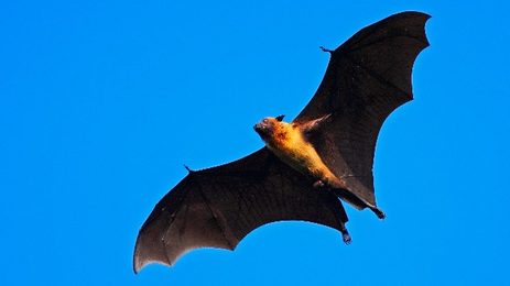 Flying Fox India