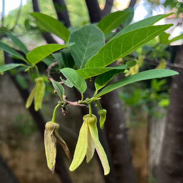 Shriram Rajaram from Tiruchirappalli, Tamil Nadu loves to see his garden flourish