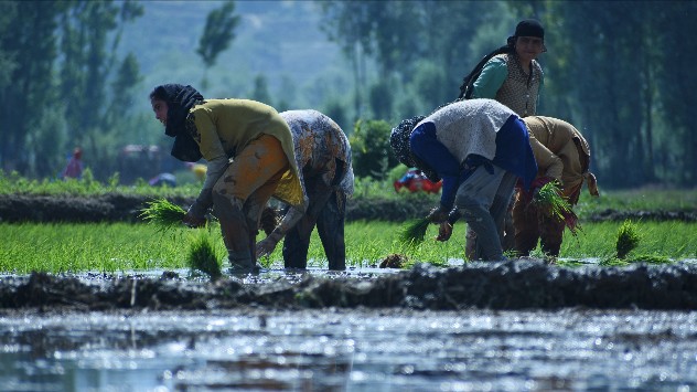 Crop losses in Punjab