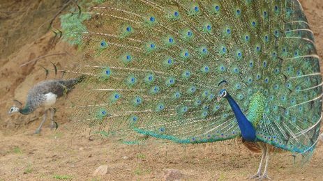 Peacock